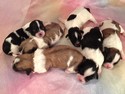 Shih tzu Bichon Puppies Born July 17, 2012